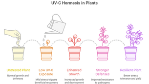 Exploring UV-C Hormesis: The "Sweet Spot" Stress That Supercharges Plants