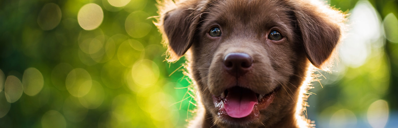 Happy Puppy Dog Training