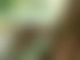 Your Dog Doesn’t Need a Longer Walk