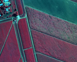 Sugar Cane Near Infrared