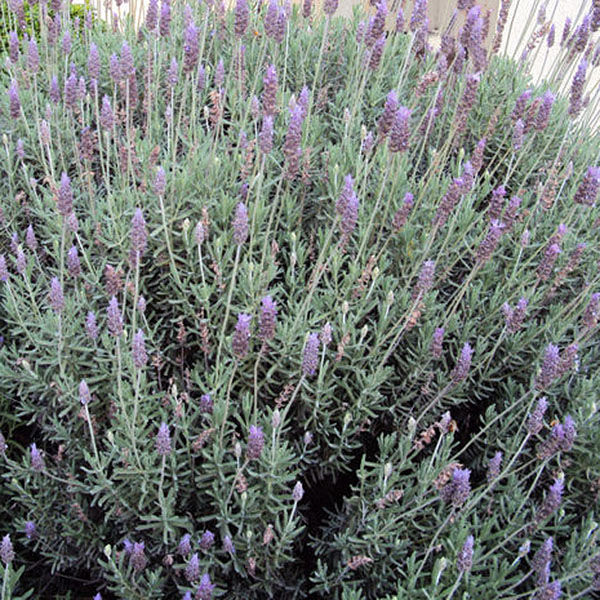 Essencia Silver Lavanda Inglesa Tr Loja - 380063