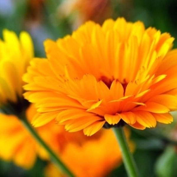Essencia Calendula  - 010016