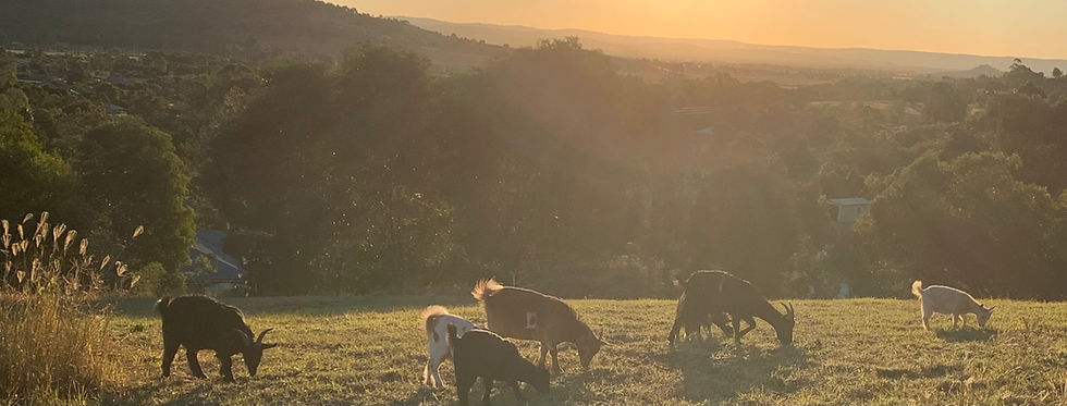 Our friendly goats grazing at FLWER in Minden, Somerset region Qld 4311