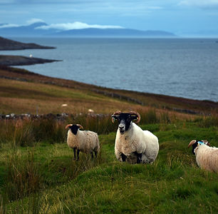 Jackie Hopfinger - Colonsay 5.jpg