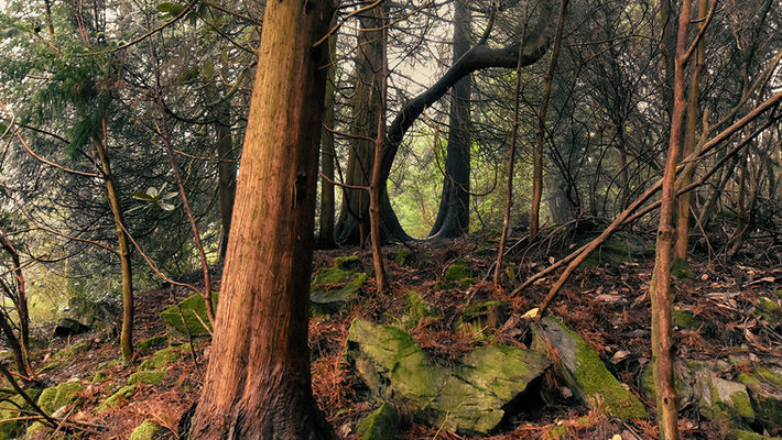 Jackie Hopfinger - Portmerion 5.jpg