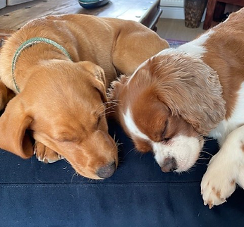 Two dogs