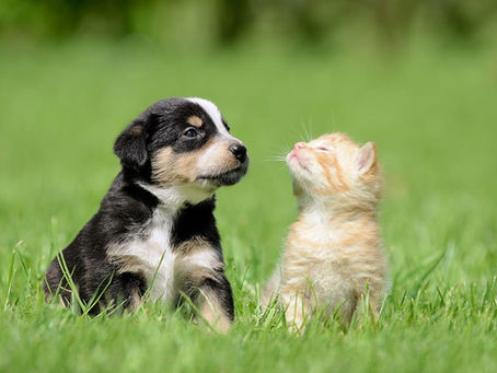 Guía completa para adoptar una mascota