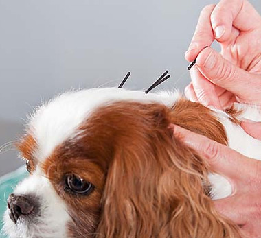 veterinary-acupuncture.jpeg