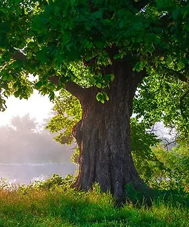 oak-tree_jpg-2.webp