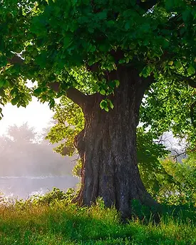 oak-tree_jpg-2.webp