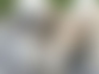 Les chiens à Chennevières