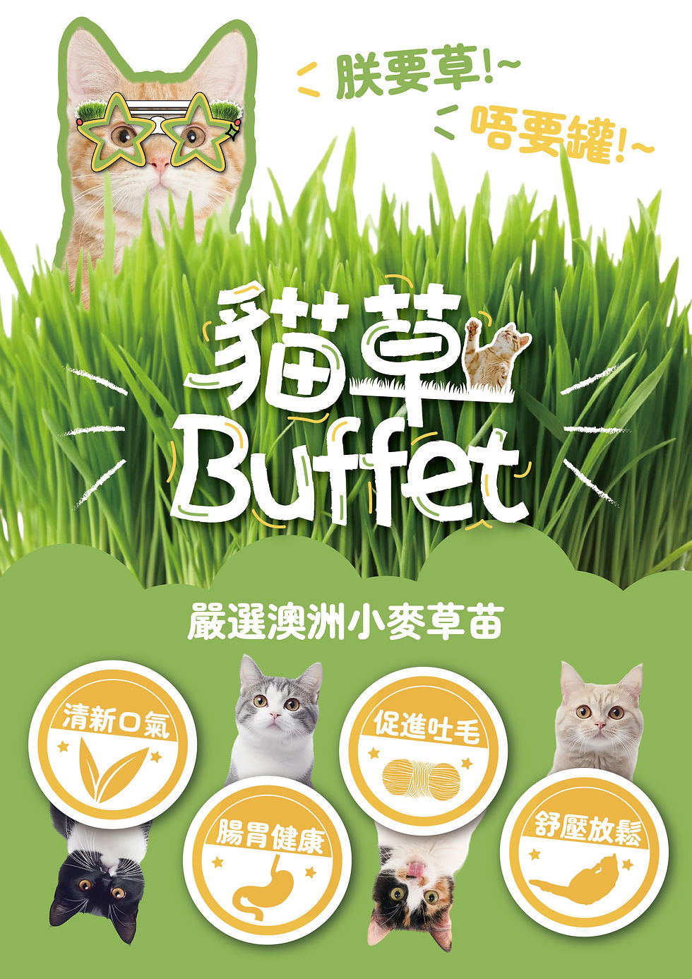 Thumbnail: 【貓草Buffet 】無土水培貓草自種盒－貓草種植盒 連澳洲小麥種子2包