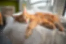 ree