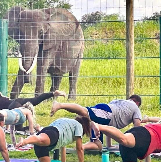 Elephant yoga at Myakka Elephant Ranch