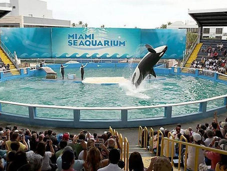 The End of an Era: Reflecting on 70 Years of the Miami Seaquarium