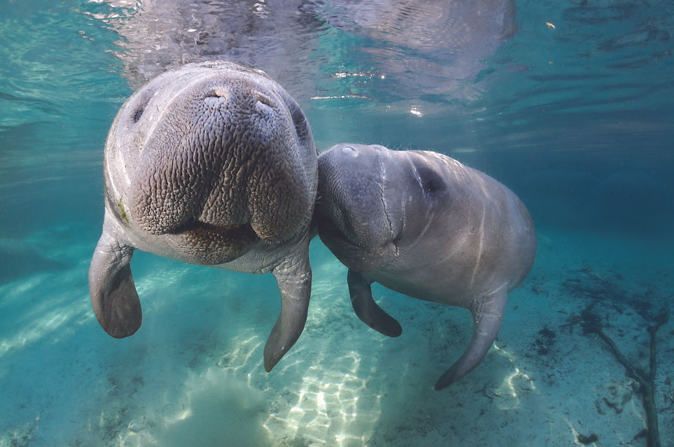 Photos courtesy of Discover Crystal River