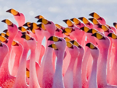 Nature's Resilience: How Flamingos Are Thriving Again in Florida After 100 Years