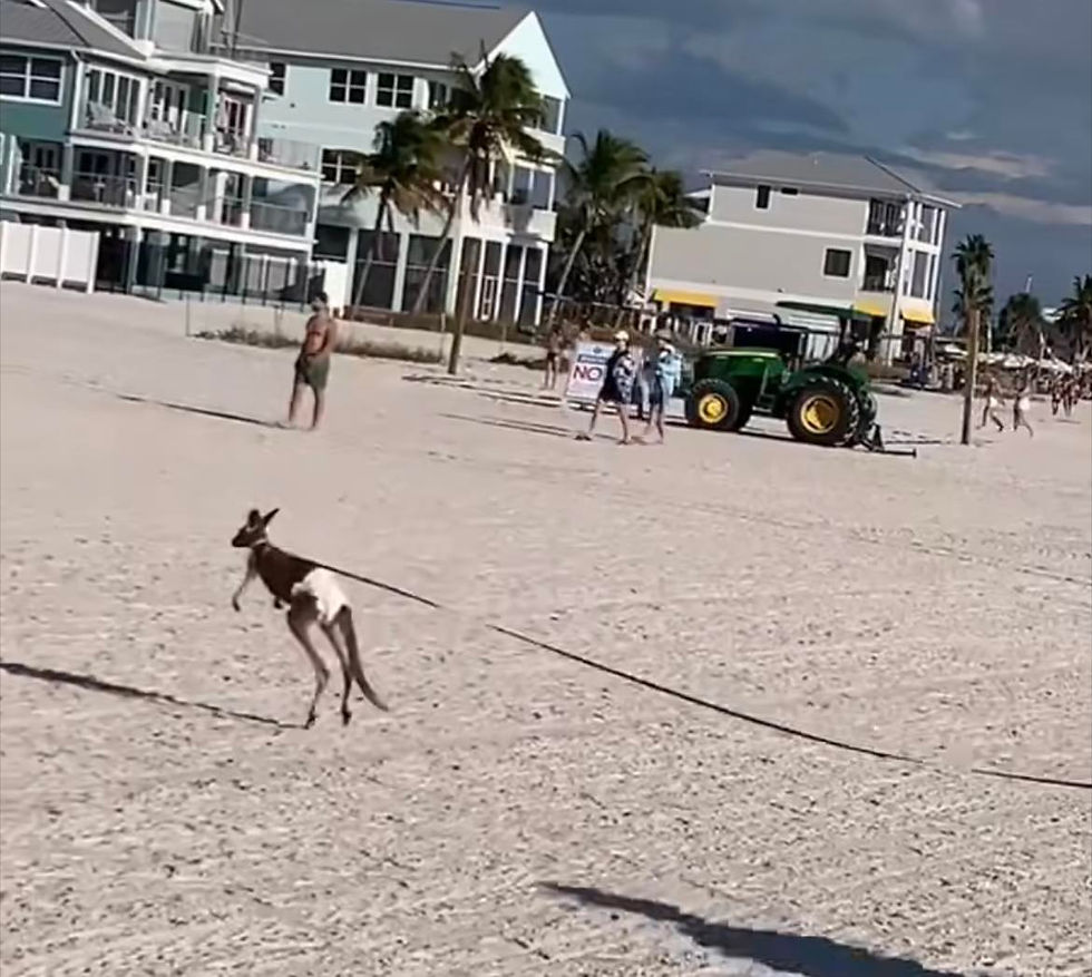 Beach Bouncer: Pet Kangaroo Creates a Hop-portunity for FWC Probe