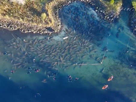 A Warm Welcome: About 300 Manatee Fill Three Sisters Springs to Ring in the New Year