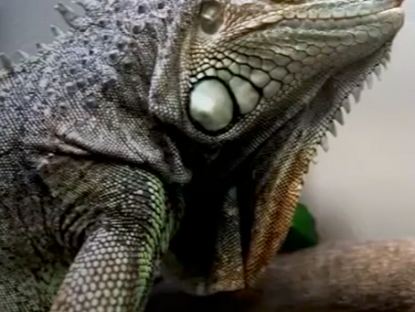 Big Freeze in Florida Triggers "Frozen" Iguana Alert