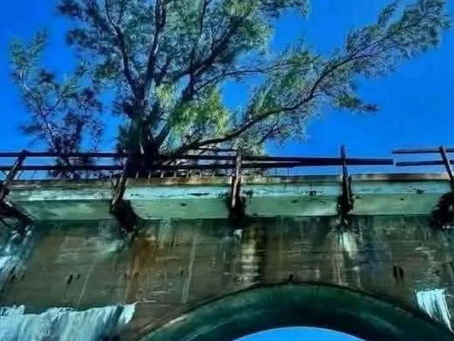 Fred: A Tree of Inspiration on Florida's Historic Seven Mile Bridge