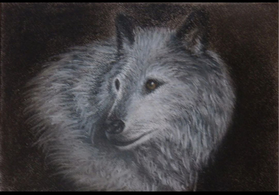 Arctic Fox