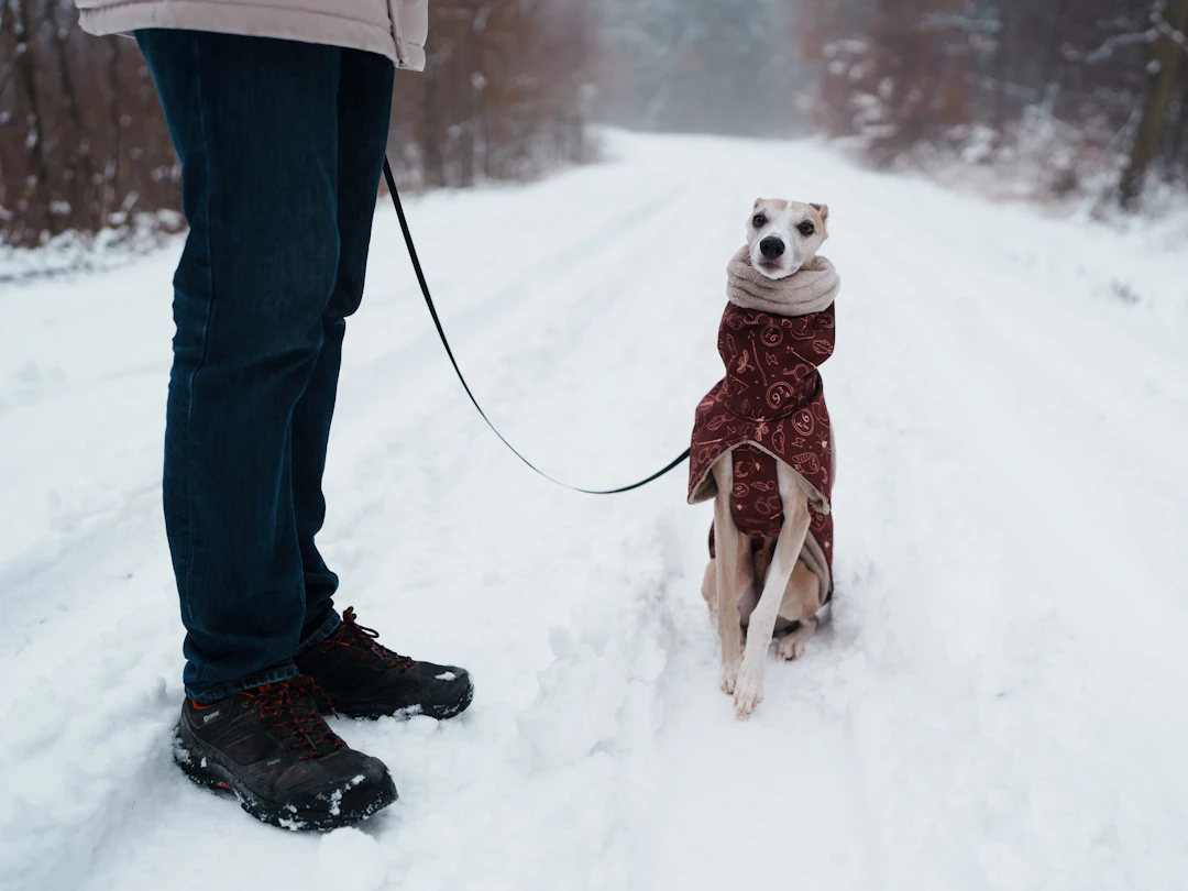 Winter Care Tips for Your Dog: Keep Your Furry Friend Happy and Healthy