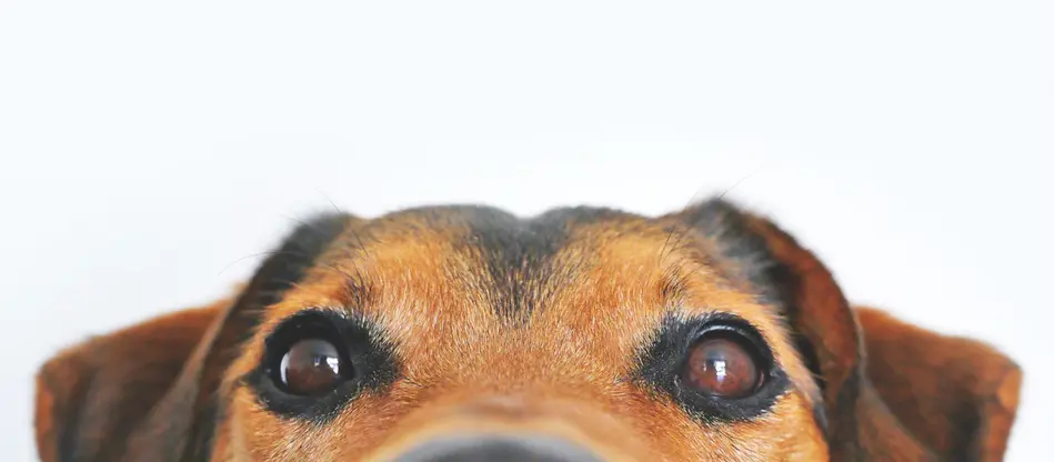 Understanding Dog Emotions: Love, Fear, and Anxiety