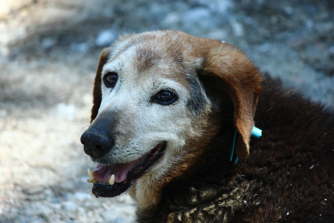 Understanding the Aging Process in Dogs: A Comprehensive Guide