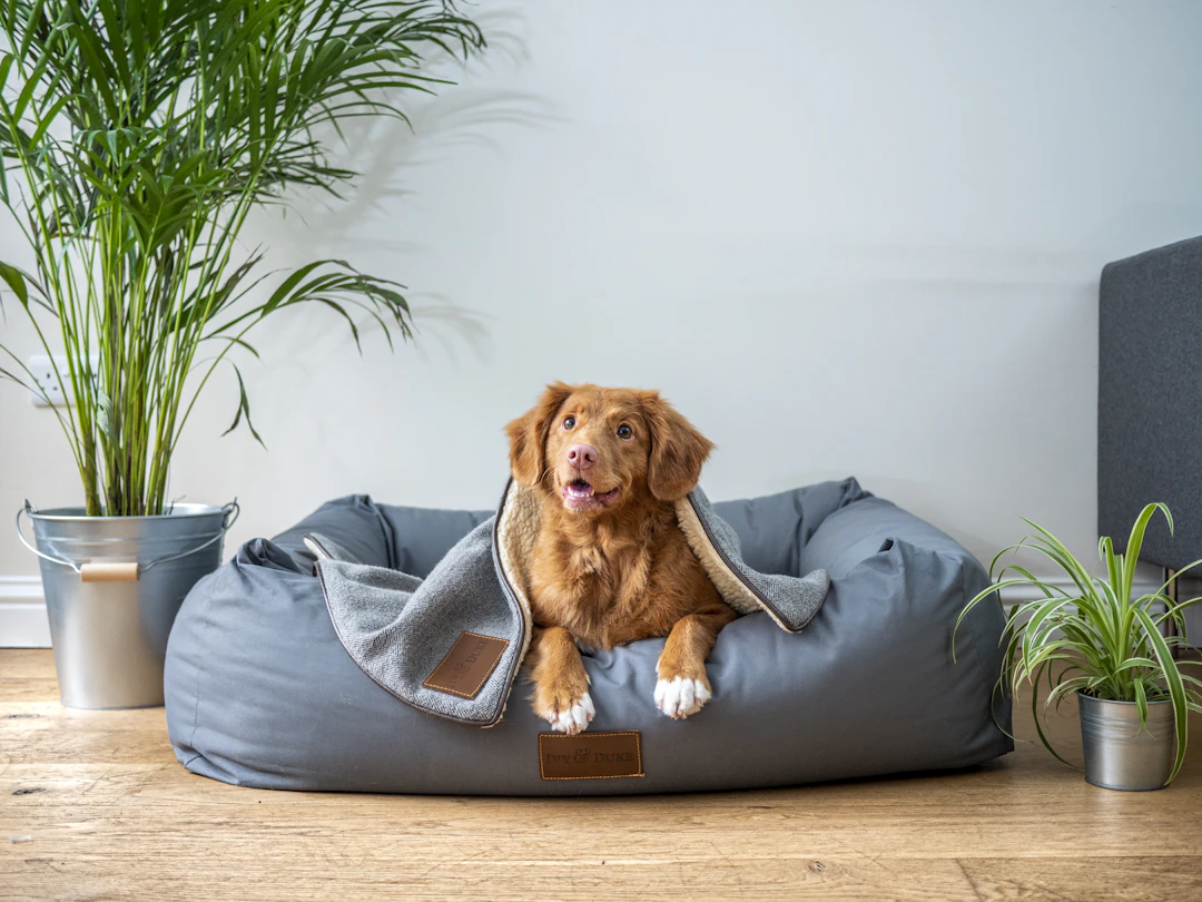 Creating a Safe and Comfortable Home for Your Dog