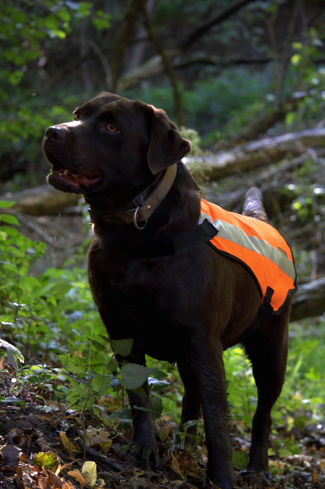 Dog Safety: Tips for Keeping Your Pup Secure