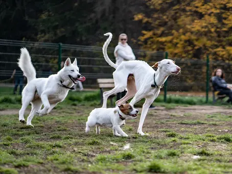 How to Socialize Your Dog: Tips and Tricks