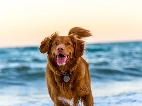 The Incredible Benefits of Owning a Dog