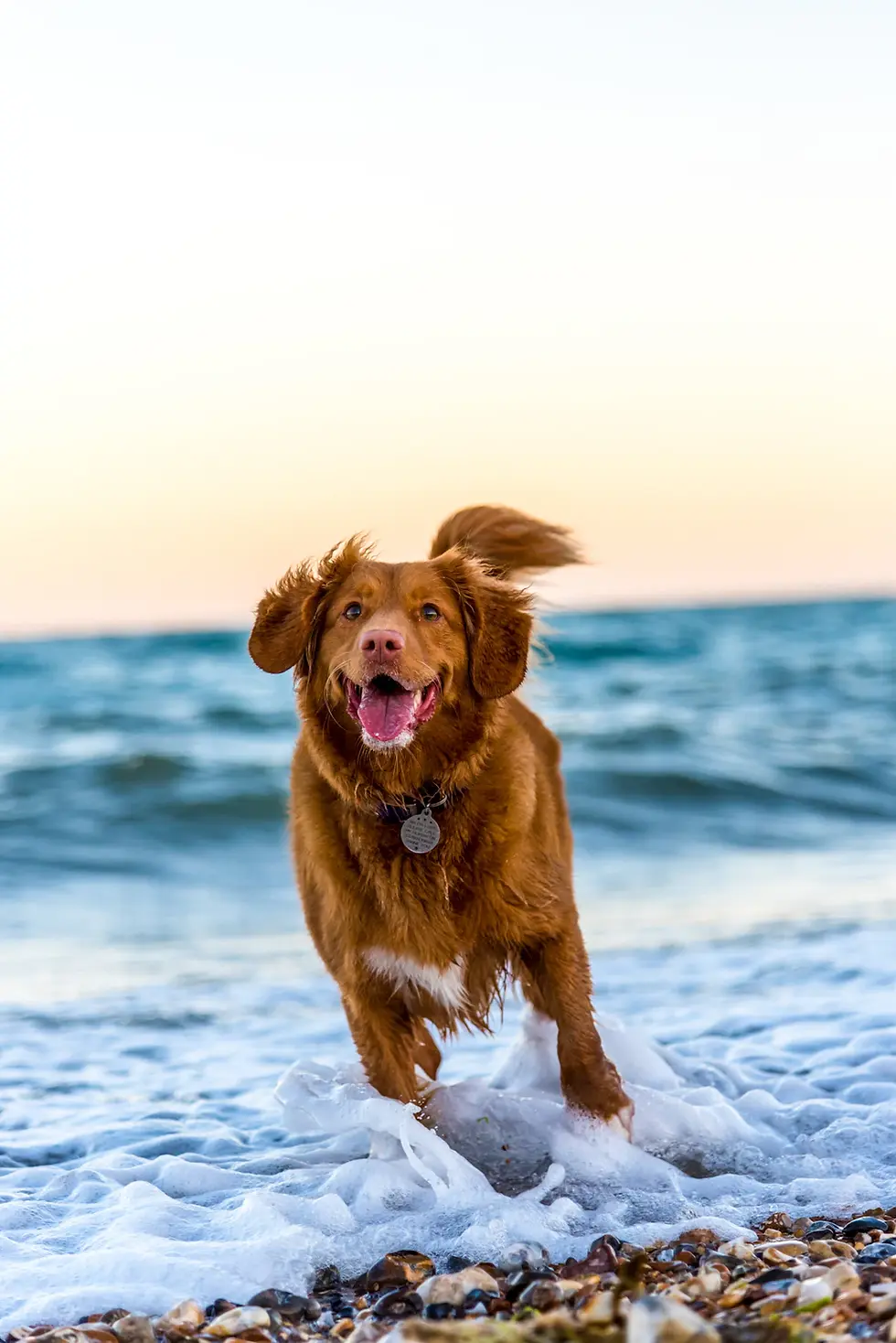 The Incredible Benefits of Owning a Dog