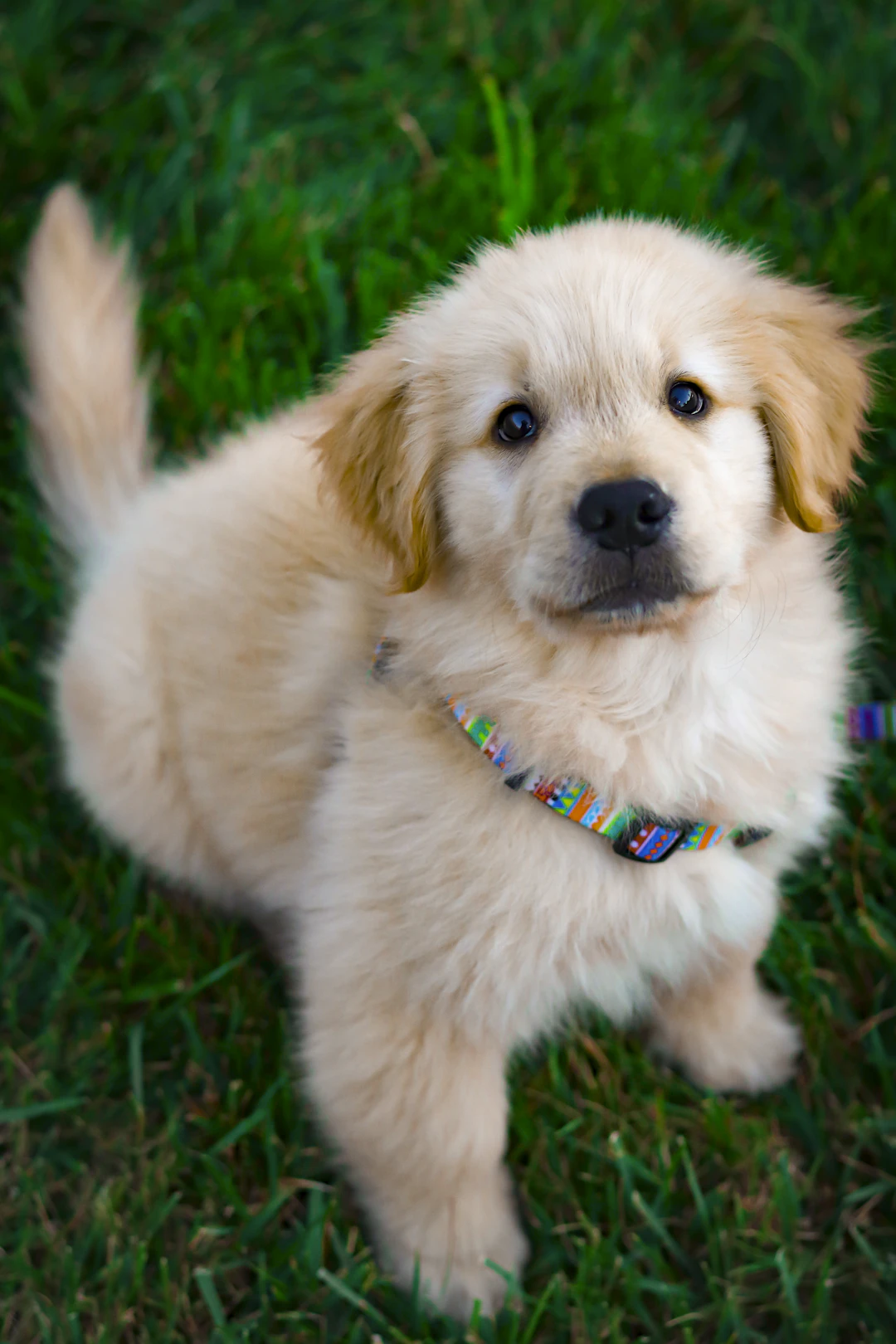 Preparing Your Home for a New Puppy: A Comprehensive Guide