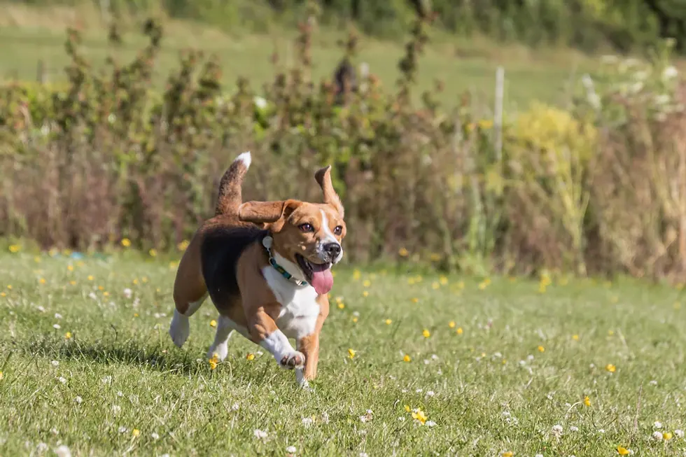 Understanding the Exercise Needs of Different Dog Breeds