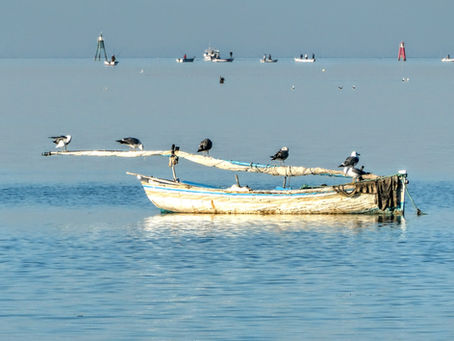 Djerba : Un paradis naturel ou une catastrophe écologique imminente ?