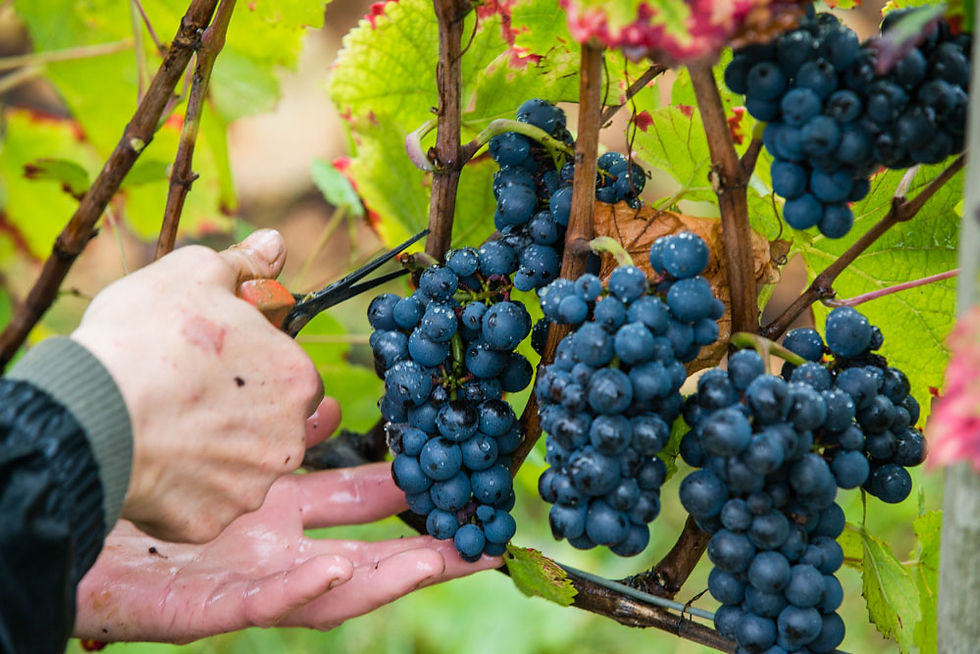 Vendanges manuelles pinot Sancerre
