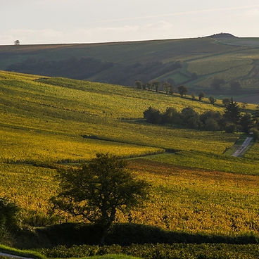 vineyard