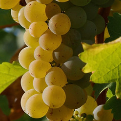 Grape sauvignon_edited.jpg