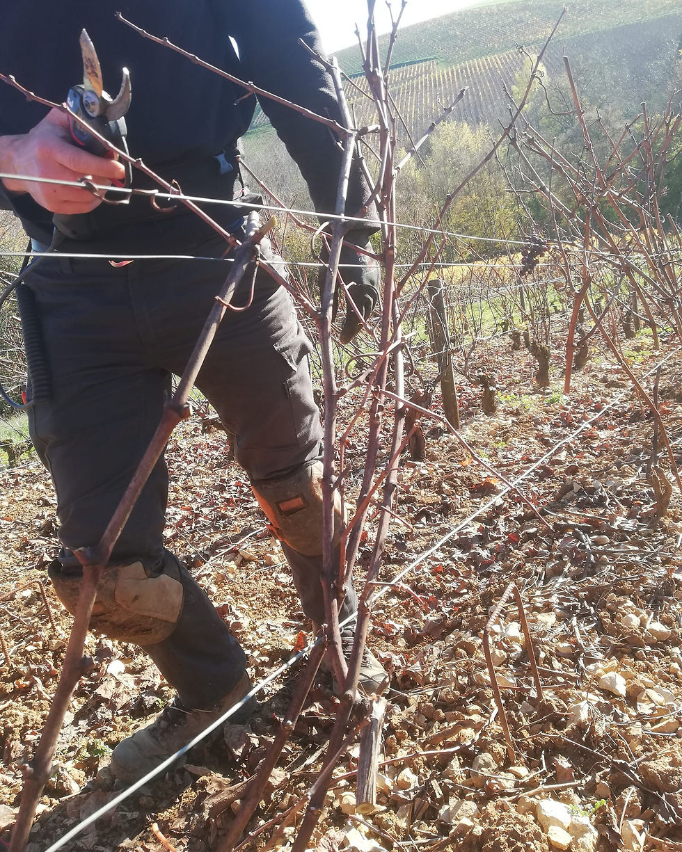 Taille cep sauvignon Sancerre