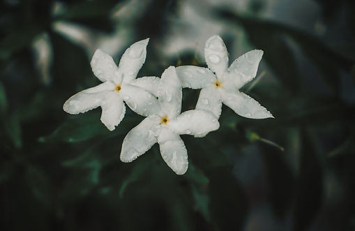 Jasmin