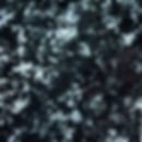 IMG_2423 Evergreen.jpg