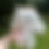 Thumbnail: Bow Bunny
