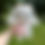 Thumbnail: Bow Bunny