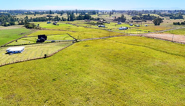 .Robles de Pilauco (10).jpg