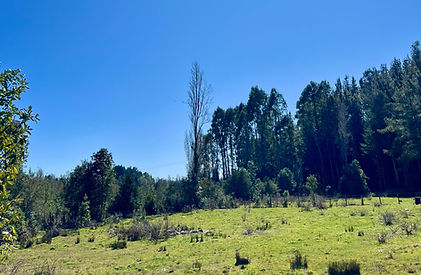 .Ñancul (17).jpg