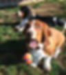 Dog-catching-ball.jpg