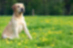 Dog Portrait _edited.jpg