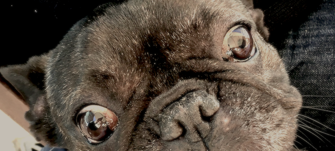 Un perro en primer plano con los ojos desorbitados, como metáfora de la locura.